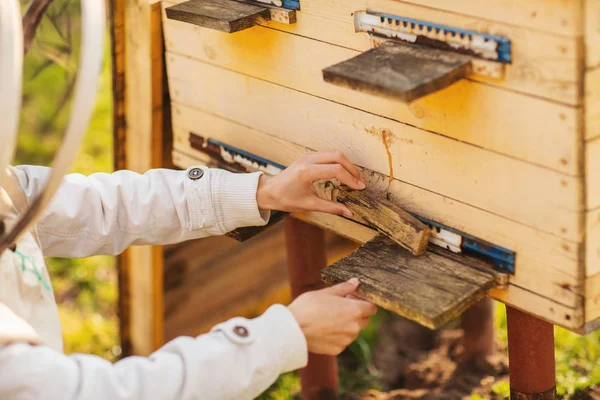 Seorang gadis penjaga lebah muda bekerja dengan lebah dan sarang lebah di peternakan lebah, pada hari musim semi — Stok Foto