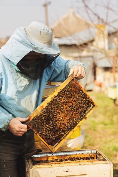 Peternak lebah bekerja dengan lebah dan sarang lebah di peternakan lebah — Stok Foto