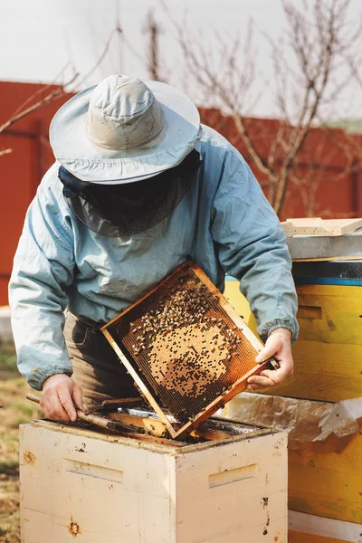 Apicultor está trabajando con abejas y colmenas en el colmenar — Foto de Stock