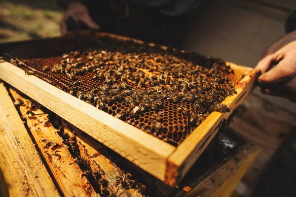 Arı kovanı detaylarını kapatın. Arılar çalışıyor. — Stok fotoğraf