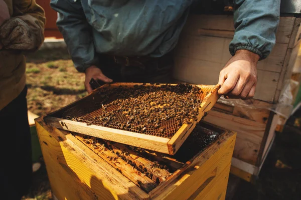 ビーハイブのディテールがクローズアップします。冬の後の蜂ハイブの養蜂家検査 — ストック写真