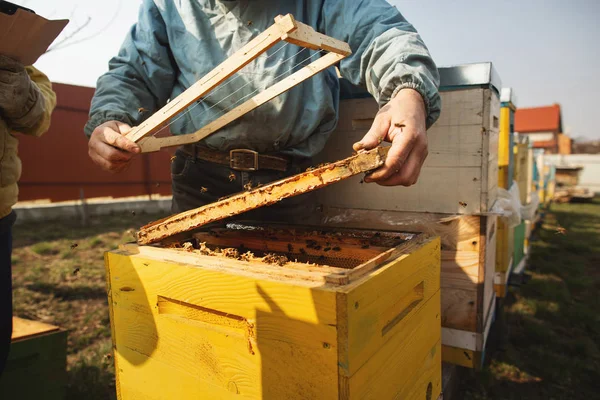 Detail sarang lebah. Peternak lebah menginspeksi sarang lebah setelah musim dingin — Stok Foto