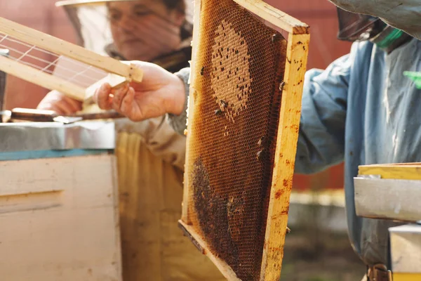 Rahmen eines Bienenstocks. Imker ernten Honig. Der Bienenraucher wird verwendet, um Bienen vor dem Entfernen des Rahmens zu beruhigen — Stockfoto