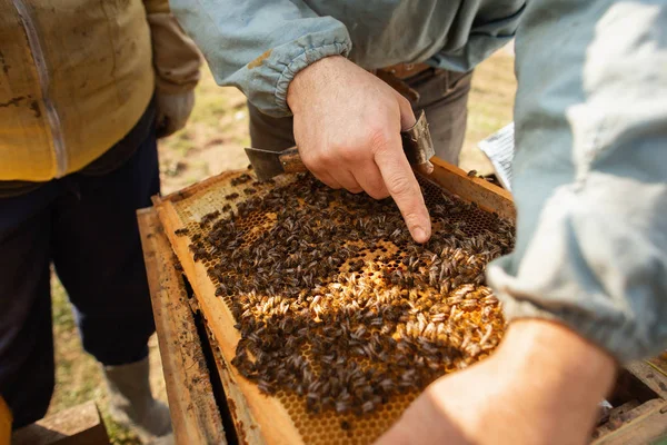 Bijenkorf detail. De imker werkt met bijen en bijenkorven op de bijenstal. — Stockfoto