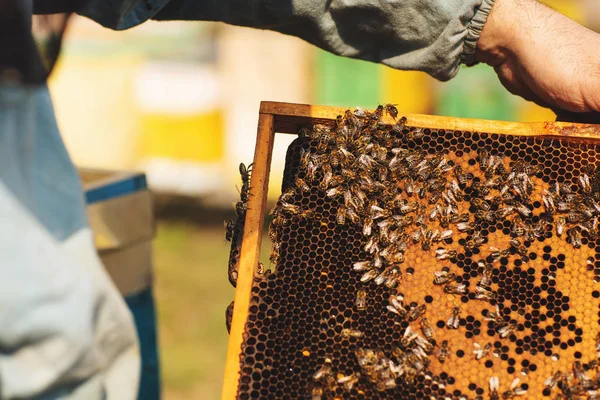 Bienenstock-Detail. Imker arbeitet mit Bienen und Bienenstöcken am Imkerstand — Stockfoto
