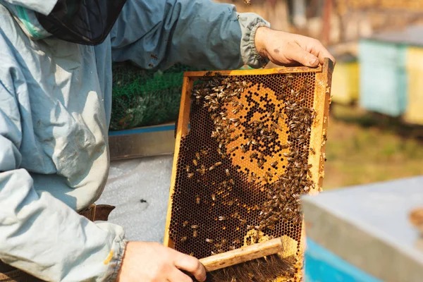 Bijenkorf detail. De imker werkt met bijen en bijenkorven op de bijenstal. — Stockfoto