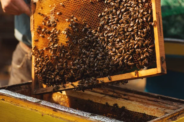 Bijenkorf detail. De imker werkt met bijen en bijenkorven op de bijenstal. — Stockfoto