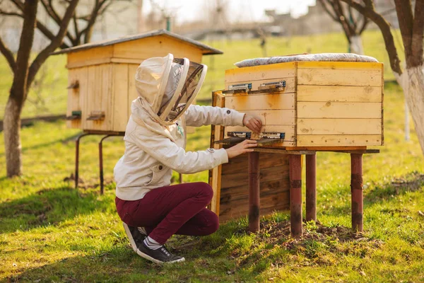 Genç bir arıcı kız arılar ile çalışıyor ve kış sonrası arı kovanı teftiş — Stok fotoğraf