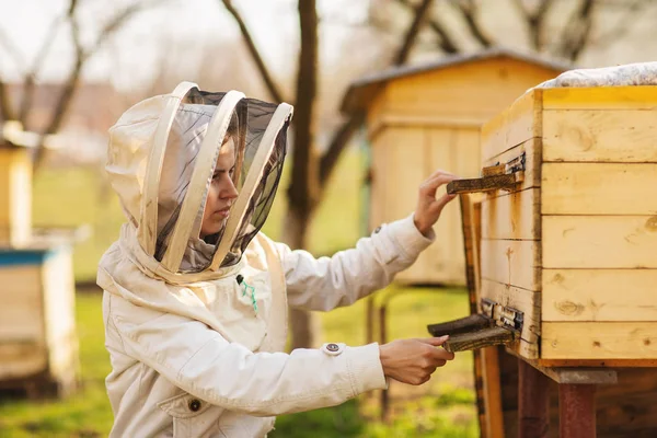 Una joven apicultora está trabajando con abejas y colmenas en el colmenar, en el día de primavera. —  Fotos de Stock