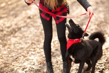 Köpek sonbahar parkında onu sahibi ile eğlenceli