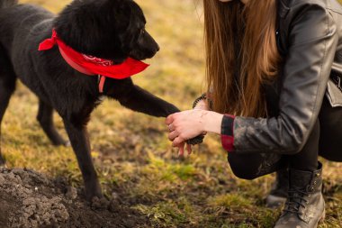 Alman çoban köpeği Brovko Vivchar onun metresi ile alanda yürüyüş