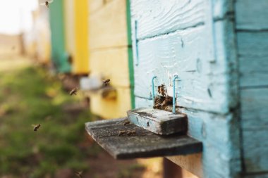 Arı kovanı detaylarını kapatın. Arılar çalışıyor.