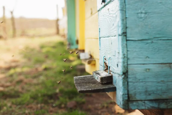 蜂の巣詳細を閉じる。蜂は働いている — ストック写真