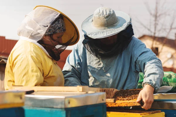 Peternak lebah keluarga. Peternak lebah menginspeksi sarang lebah setelah musim dingin — Stok Foto