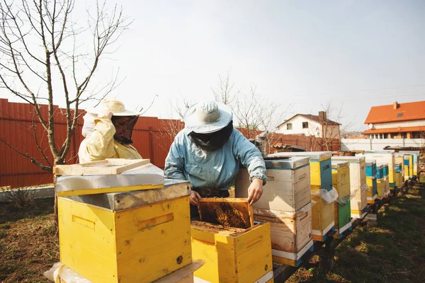 Bienenstock-Detail. Imker inspiziert Bienenstock nach dem Winter — Stockfoto