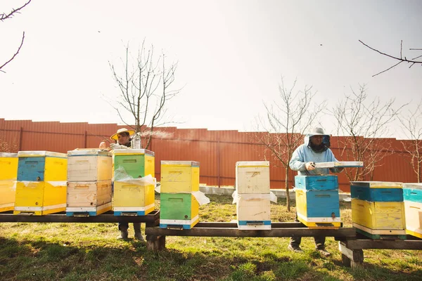 Bienenstock-Detail. Imker arbeitet mit Bienen und Bienenstöcken am Imkerstand — Stockfoto