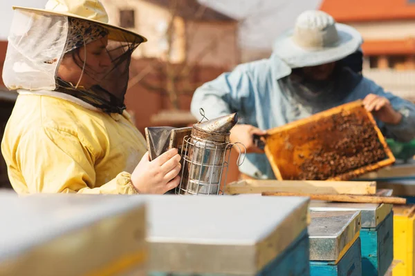 Rahmen eines Bienenstocks. Imker ernten Honig. Der Bienenraucher wird verwendet, um Bienen vor dem Entfernen des Rahmens zu beruhigen — Stockfoto