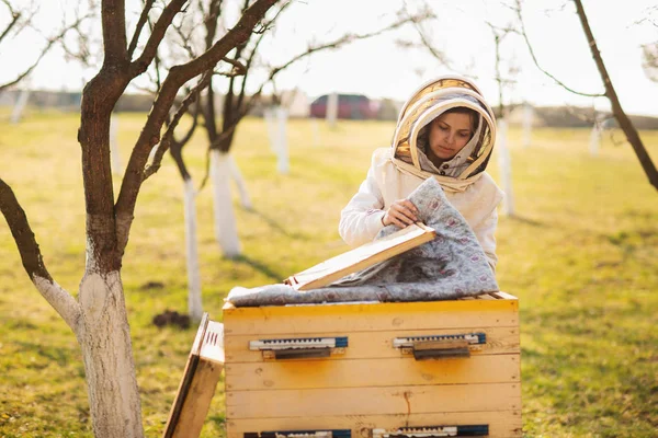 若い養蜂家の少女が蜂と一緒に働いて、冬の後に蜂のハイブを検査している — ストック写真