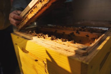 Arı kovanı detayı yakın. Kıştan sonra arı kovanını Inceleyerek arıcı