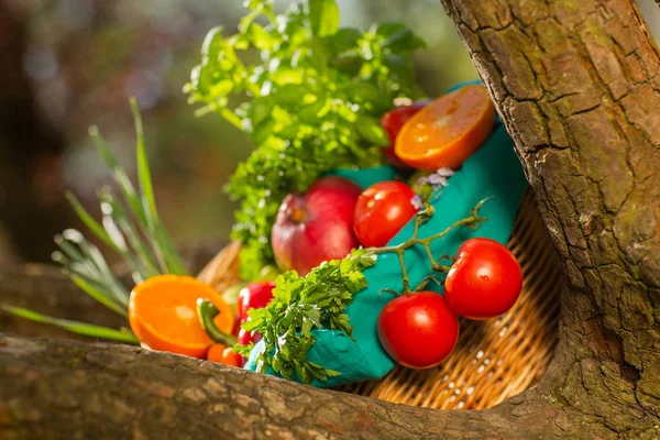 Verduras orgánicas frescas en canasta de mimbre en el jardín en un árbol — Foto de Stock