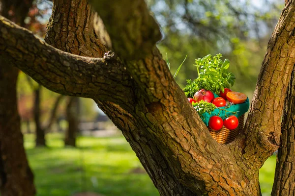 Verduras orgánicas frescas en canasta de mimbre en el jardín en un árbol — Foto de Stock