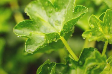 Doğa detayı. Yeşil yaprak doku arka plan, su damlacıkları ile bahçede yeşil yaprak. Yeşil konsept. Yakın çekim
