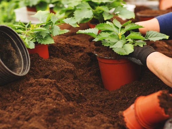 Close up of female hands with gloves holding flower pot with seedling in greenhouse