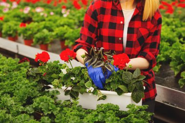 Eldivenli genç bayan bahçıvan serada çalışıyor, çiçek dikiyor ve onunla ilgileniyor..