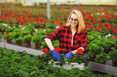 Eldivenli genç bayan bahçıvan serada çalışıyor, çiçek dikiyor ve onunla ilgileniyor..