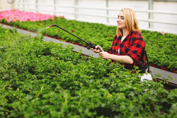 Girl sprays the plants. Girl working in greenhouses. Fertilizer plants