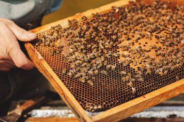 Arı kovanı detayı yakın. Kıştan sonra arı kovanını Inceleyerek arıcı