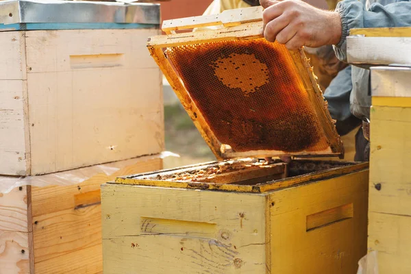 Rámy včelího úlu. Včelař sklízí med. Včelí kuřák se používá ke zklidnění včel před odstraněním rámu — Stock fotografie