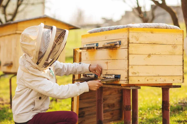 Una joven apicultora está trabajando con abejas y colmenas en el colmenar, en el día de primavera. —  Fotos de Stock