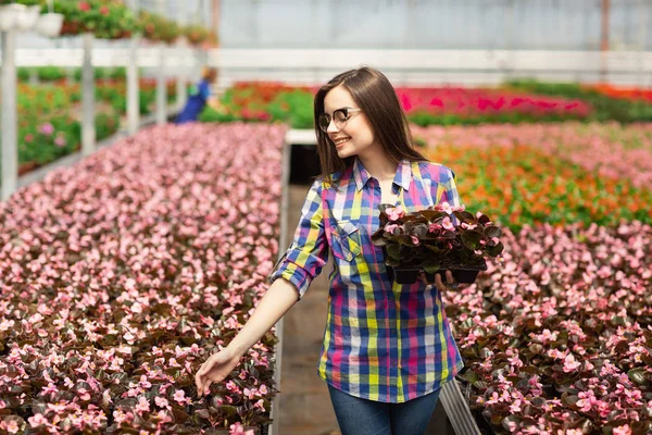 Cantik tersenyum gadis dalam gelas, pekerja dengan bunga di rumah kaca. Gadis memegang bunga begonias — Stok Foto