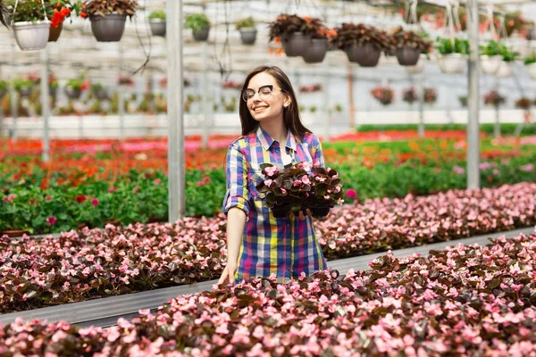 Cantik tersenyum gadis dalam gelas, pekerja dengan bunga di rumah kaca. Gadis memegang bunga begonias — Stok Foto