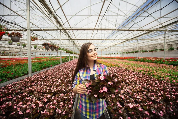 Cantik tersenyum gadis dalam gelas, pekerja dengan bunga di rumah kaca. Gadis memegang bunga begonias — Stok Foto