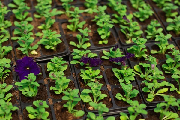 Filas de flores de petunia en macetas, cultivadas en un invernadero. Las plantas están listas para la exportación — Foto de Stock
