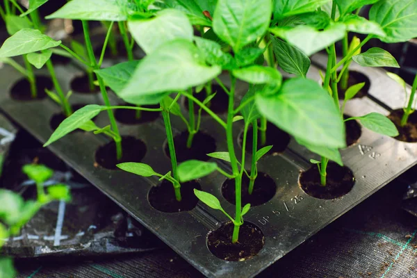 Primer plano de plántulas de pimienta, follaje joven de pimienta, plántulas de primavera. Concepto de invernaderos — Foto de Stock