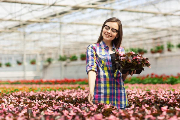 Vacker leende flicka i glas, arbetare med blommor i växthuset. Flicka rymmer blommor av Begonias Stockfoto