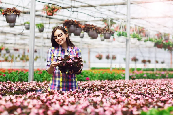 안경에 아름다운 미소 소녀, 온실에서 꽃노동자. 베고니아의 꽃을 들고 있는 소녀 스톡 사진