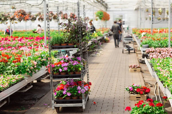 Rader av olika blommor i krukor, odlas i ett växthus. Växter är klara för export Stockbild