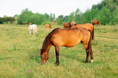 Bir yaz otlakat atları grubu, kırsal
