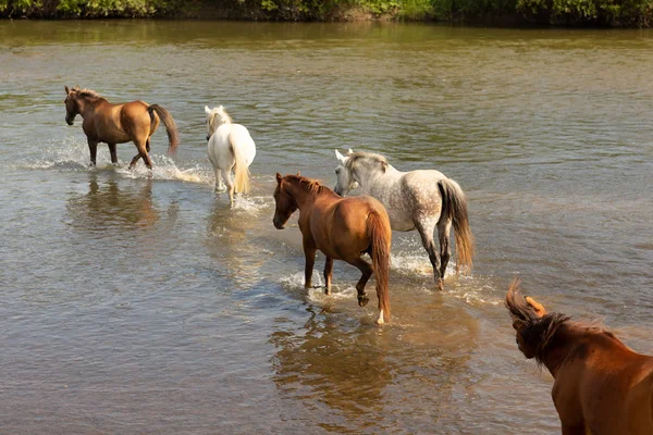 Eine Gruppe Pferde, die im Wasser über den Fluss laufen — Stockfoto