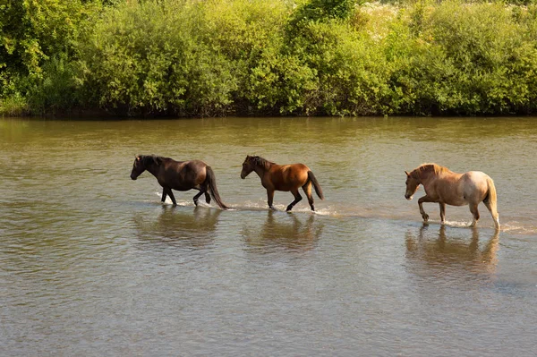 Eine Gruppe Pferde, die im Wasser über den Fluss laufen — Stockfoto