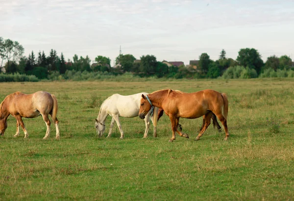 Gruppe von Pferden auf einer Sommerweide, in der Natur — Stockfoto