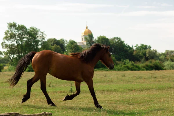 Braunes Pferd mit weißem Streifen auf Maulkorb geht im Sommer auf die Weide — Stockfoto