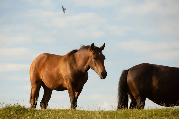 Zwei Pferde auf einer Sommerweide im Grünen — Stockfoto