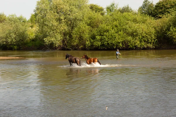 Eine Gruppe Pferde, die im Wasser über den Fluss laufen — Stockfoto