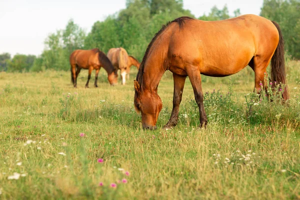Gruppe von Pferden auf einer Sommerweide, in der Natur — Stockfoto