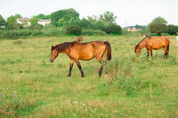 Grupo de cavalos em um pasto de verão, no campo — Fotografia de Stock